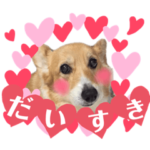 コーギーのペコちゃん＆ポメのプーちゃん