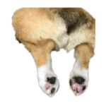 ごんすけの日常