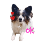 アニマル写真スタンプ