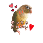 チワワとインコ関西弁日常☆