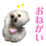 トイプードル ペコちゃん  便利スタンプ