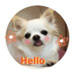 舌ペロチワワのココちゃん