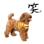 トイプードルのペコちゃん第二弾