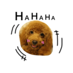 トイプードルのペコちゃん！