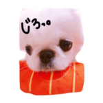 ペキニーズのコンちゃん