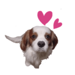 キャバリア　ペコの日常スタンプ