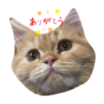 ペコピヨちゃんず