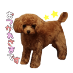 トイプードルのペコちゃん