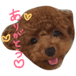 トイプードルのペコ