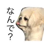 ペンペコと3匹の日常