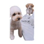 犬のミカンちゃん