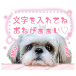 シーズー犬てんぽ メッセージスタンプ