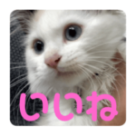 ベルとスノーとK2です