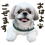 シーズー犬あうんのてんぽの写真スタンプ01