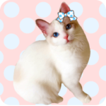 お嬢様ねこ・みるく