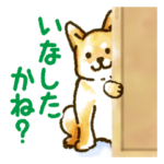 新潟弁を話す柴犬たち（茶柴＆黒柴）