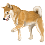 柴犬！の道（ていねい・敬語編）