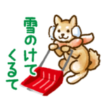 新潟弁を話す柴犬たち２（茶柴＆黒柴）