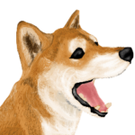 王道の犬！柴犬