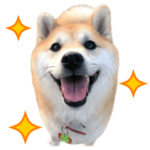 まるの楽しい毎日～柴犬便り～