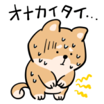 体調不良の柴犬