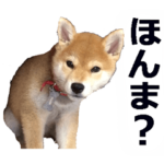 しゃべる柴犬（日常会話編５）