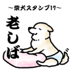 柴犬スタンプ17～老しば～