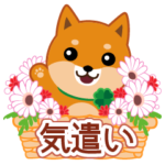 柴犬「ムサシ」２１ 気遣い