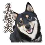 黒柴犬黒豆の日常