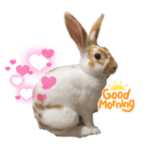 もーもーブランド