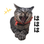 岡本家のねこ達