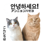 韓国語コタロー＆ハル