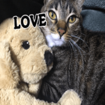 キジトラととさん 英語版1