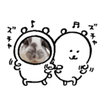 うちの子シリーズ『うさぎのこゆちょん』⑦