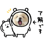 白ポメ　しろまるの一日6