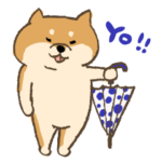 柴犬のテッチャン