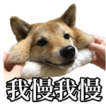 毎日使える、柴犬こはるのスタンプ 2