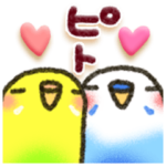 インコちゃん ラブリーな日常パック