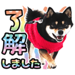 黒柴犬 の ♡ 敬語 ♡02　豆柴 凛