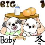 Babyシーズー犬 1『冬』