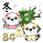 シーズー犬 84『冬』