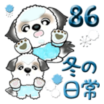 シーズー犬 86『冬の日常』