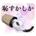 家族と一緒に博多弁と標準語と時々英語