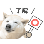 しばわんこ生活スタンプ２