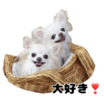 癒しわんこ♡チワワのhappyな日常スタンプ