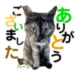 ハーツ保護猫シェルター支援・仕事他