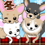 飛び出して動くかわいいチワワ　冬