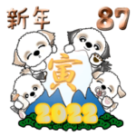 シーズー犬 87『新年・冬』