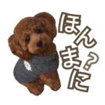 ちょい関西弁のトイプードル~coto~