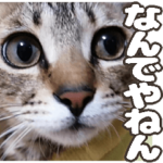 にゃんこドアップ・でか文字・関西弁